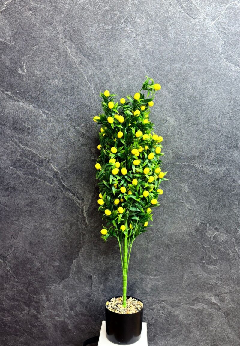 WhatsApp Image 2025-11-05 at 12.02.25 PM6 Geel moerbeiboom