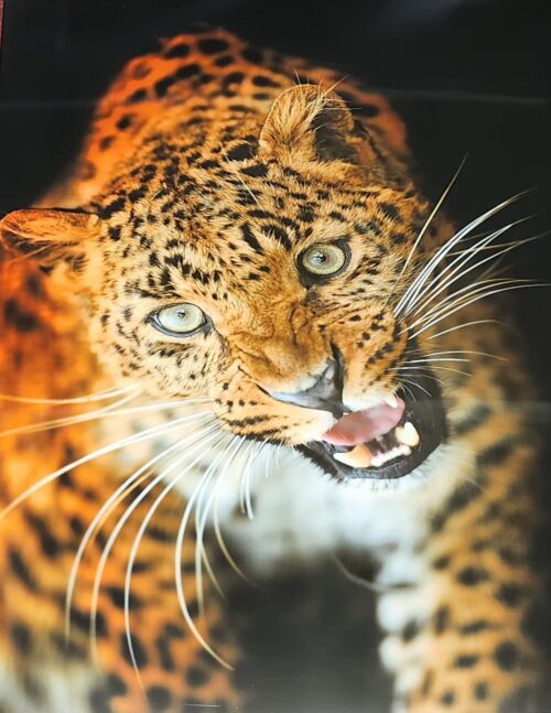 WhatsApp Image 2025-05-24 at 14.05.38_8a9f6d7b PVC Wandpaneel-CHEETAH-LUXE-